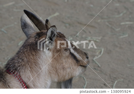 一隻表情溫馴的山羊 138095924