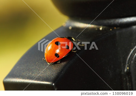 close up ladybug 138096019