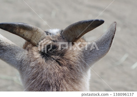 山羊角和牛毛 138096137