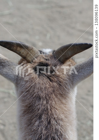 Goat horns and cowlicks Goat horns and cowlicks 138096139
