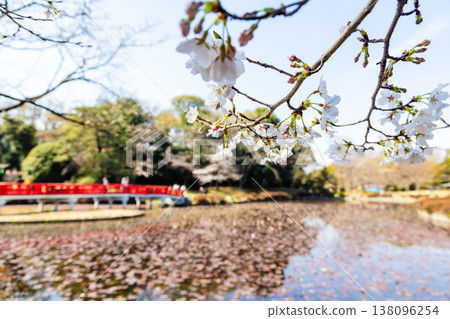Spring Iwatsuki Castle Ruins Park Spring Iwatsuki Castle Ruins Park 138096254