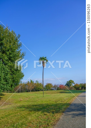 A single palm tree stands in a park on a clear autumn day, against a vast blue sky. 138096263