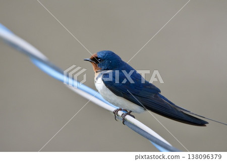 swallow / Japan swallow / Japan 138096379