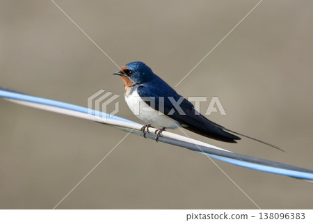 swallow / Japan swallow / Japan 138096383