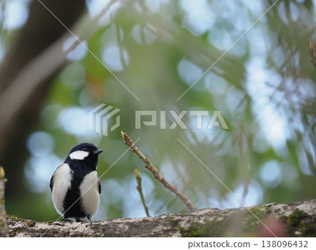 Tits that stop on trees Tits that stop on trees 138096432