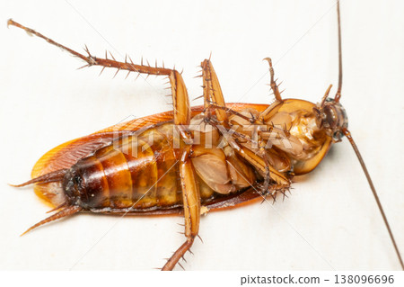 Close up of cockroach underside showing detailed anatomy legs and body structure isolated on clean background highlighting pest biology contamination and hygiene concerns with copy space Close up of cockroach underside showing detailed anatomy legs and body structure isolated on clean background highlighting pest biology contamination and hygiene concerns with copy space 138096696