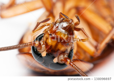 Extreme macro of cockroach head showing compound eye antenna and mouthparts with sharp detail highlighting pest biology structure contamination risk and hygiene concerns on clean background Extreme macro of cockroach head showing compound eye antenna and mouthparts with sharp detail highlighting pest biology structure contamination risk and hygiene concerns on clean background 138096697