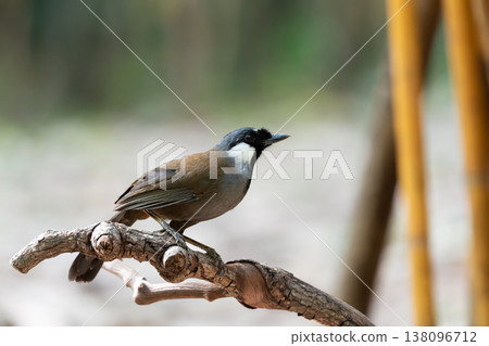 Black collared bulbul perched on branch with soft blurred background highlighting bird detail wildlife nature and natural habitat with copy space and warm light Black collared bulbul perched on branch with soft blurred background highlighting bird detail wildlife nature and natural habitat with copy space and warm light 138096712