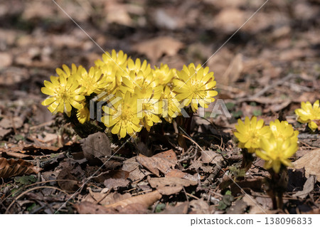 The first Adonis amurensis of spring 138096833