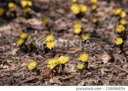 The first Adonis amurensis of spring The first Adonis amurensis of spring 138096834