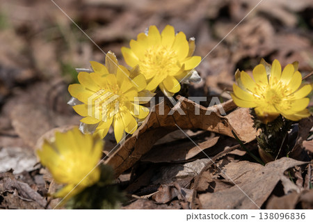 The first Adonis amurensis of spring The first Adonis amurensis of spring 138096836