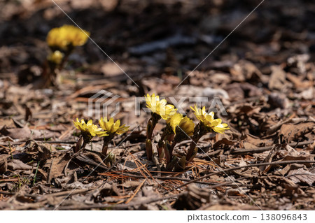 春天的第一隻阿多尼斯 138096843