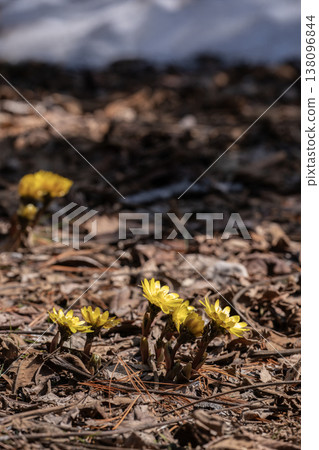 春天的第一隻阿多尼斯 138096844