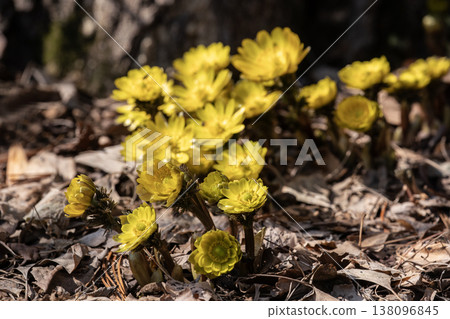 春天的第一隻阿多尼斯 春天的第一隻阿多尼斯 138096845