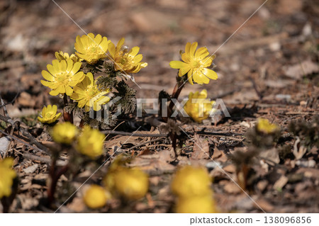 The first Adonis amurensis of spring The first Adonis amurensis of spring 138096856