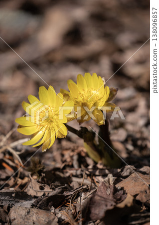 The first Adonis amurensis of spring The first Adonis amurensis of spring 138096857