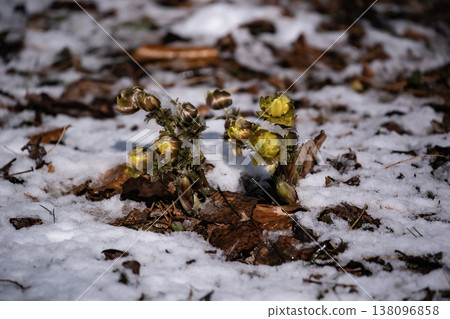 The first Adonis amurensis of spring The first Adonis amurensis of spring 138096858