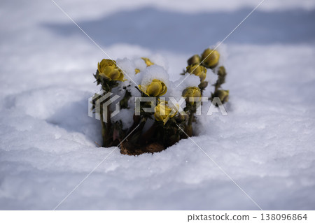 春天的第一隻阿多尼斯 春天的第一隻阿多尼斯 138096864