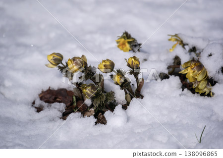 春天的第一隻阿多尼斯 138096865