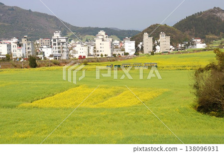 在中國雲南省羅平市,一輛小火車穿過一片油菜花田。 在中國雲南省羅平市,一輛小火車穿過一片油菜花田。 138096931
