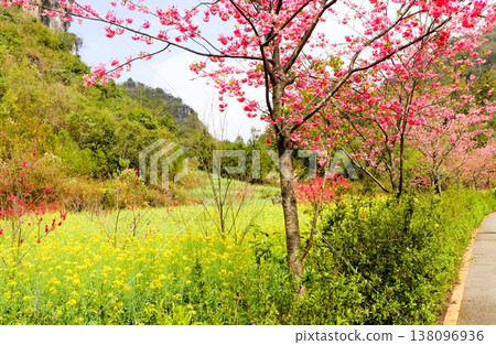 A paradise of rapeseed fields: Luoping, Yunnan Province, China, Asia A paradise of rapeseed fields: Luoping, Yunnan Province, China, Asia 138096936