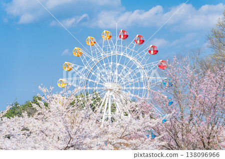 "Aomori Prefecture" Cherry blossoms in full bloom and a Ferris wheel scenery at Hachinohe Park/Children's Land, Hachinohe City "Aomori Prefecture" Cherry blossoms in full bloom and a Ferris wheel scenery at Hachinohe Park/Children's Land, Hachinohe City 138096966