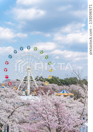 "Aomori Prefecture" Cherry blossoms in full bloom and a Ferris wheel scenery at Hachinohe Park/Children's Land, Hachinohe City 138096971
