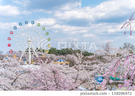 "Aomori Prefecture" Cherry blossoms in full bloom and a Ferris wheel scenery at Hachinohe Park/Children's Land, Hachinohe City "Aomori Prefecture" Cherry blossoms in full bloom and a Ferris wheel scenery at Hachinohe Park/Children's Land, Hachinohe City 138096972