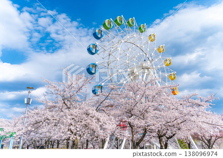 "Aomori Prefecture" Cherry blossoms in full bloom and a Ferris wheel scenery at Hachinohe Park/Children's Land, Hachinohe City 138096974
