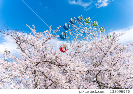 "Aomori Prefecture" Cherry blossoms in full bloom and a Ferris wheel scenery at Hachinohe Park/Children's Land, Hachinohe City "Aomori Prefecture" Cherry blossoms in full bloom and a Ferris wheel scenery at Hachinohe Park/Children's Land, Hachinohe City 138096976