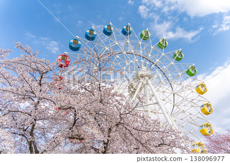"Aomori Prefecture" Cherry blossoms in full bloom and a Ferris wheel scenery at Hachinohe Park/Children's Land, Hachinohe City "Aomori Prefecture" Cherry blossoms in full bloom and a Ferris wheel scenery at Hachinohe Park/Children's Land, Hachinohe City 138096977