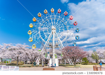 "Aomori Prefecture" Cherry blossoms in full bloom and a Ferris wheel scenery at Hachinohe Park/Children's Land, Hachinohe City "Aomori Prefecture" Cherry blossoms in full bloom and a Ferris wheel scenery at Hachinohe Park/Children's Land, Hachinohe City 138096978