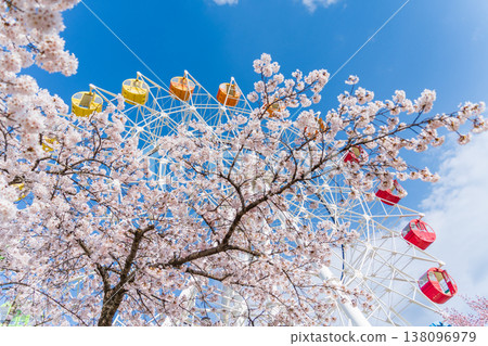 青森縣八戶市八戶公園/兒童樂園的櫻花盛開，摩天輪點綴其間 138096979