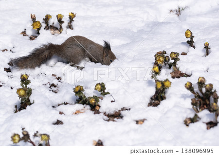 First signs of spring: Adonis amurensis and a Hokkaido squirrel First signs of spring: Adonis amurensis and a Hokkaido squirrel 138096995