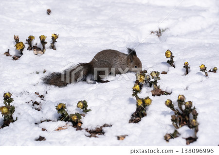 First signs of spring: Adonis amurensis and a Hokkaido squirrel 138096996