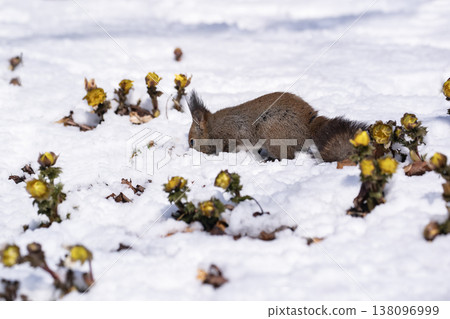 First signs of spring: Adonis amurensis and a Hokkaido squirrel 138096999