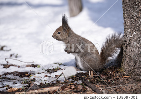 First signs of spring: Adonis amurensis and a Hokkaido squirrel 138097001