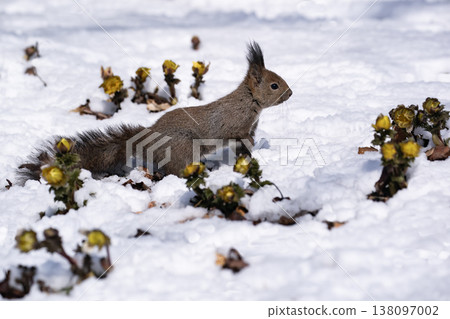 First signs of spring: Adonis amurensis and a Hokkaido squirrel 138097002