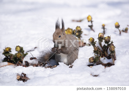 First signs of spring: Adonis amurensis and a Hokkaido squirrel 138097010