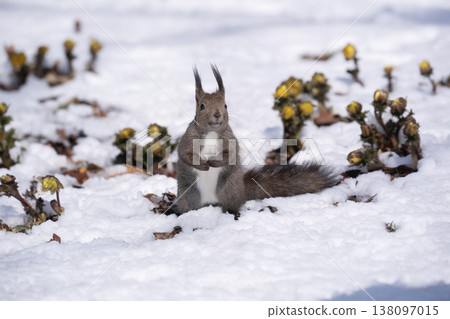 First signs of spring: Adonis amurensis and a Hokkaido squirrel 138097015