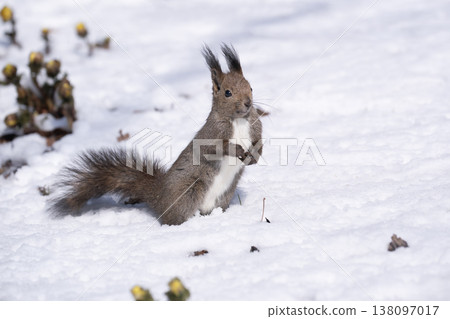 First signs of spring: Adonis amurensis and a Hokkaido squirrel 138097017