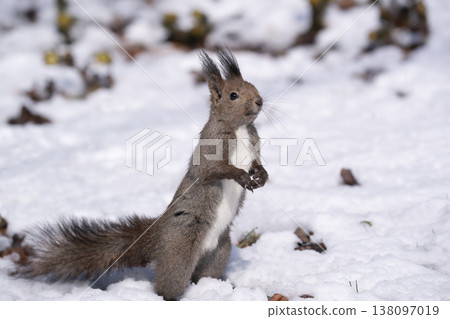 First signs of spring: Adonis amurensis and a Hokkaido squirrel 138097019
