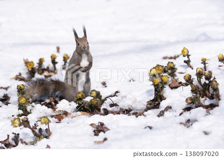 春天的第一個跡象：阿多尼斯和北海道松鼠 138097020