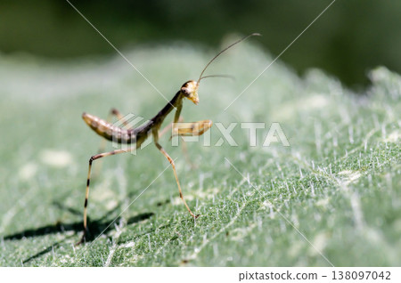 A baby praying mantis (broad-winged mantis) on a bed of needles. 138097042