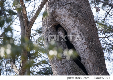 Ezo owls in the early spring forest 138097075