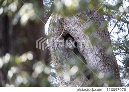 Ezo owls in the early spring forest 138097076