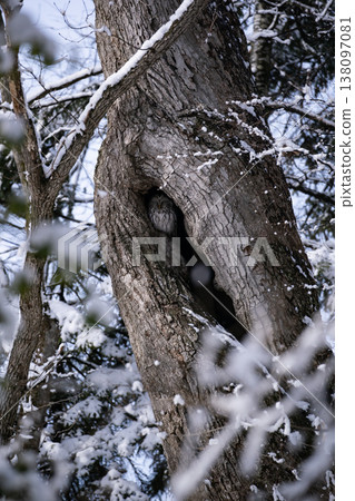 早春森林中的蝦夷貓頭鷹 138097081
