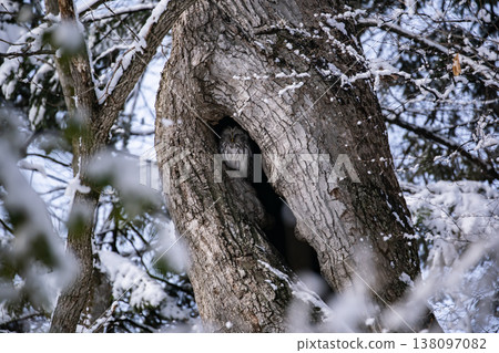 早春森林中的蝦夷貓頭鷹 早春森林中的蝦夷貓頭鷹 138097082
