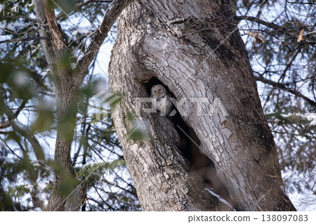 Ezo owls in the early spring forest 138097083