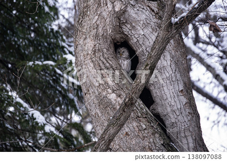 早春森林中的蝦夷貓頭鷹 138097088